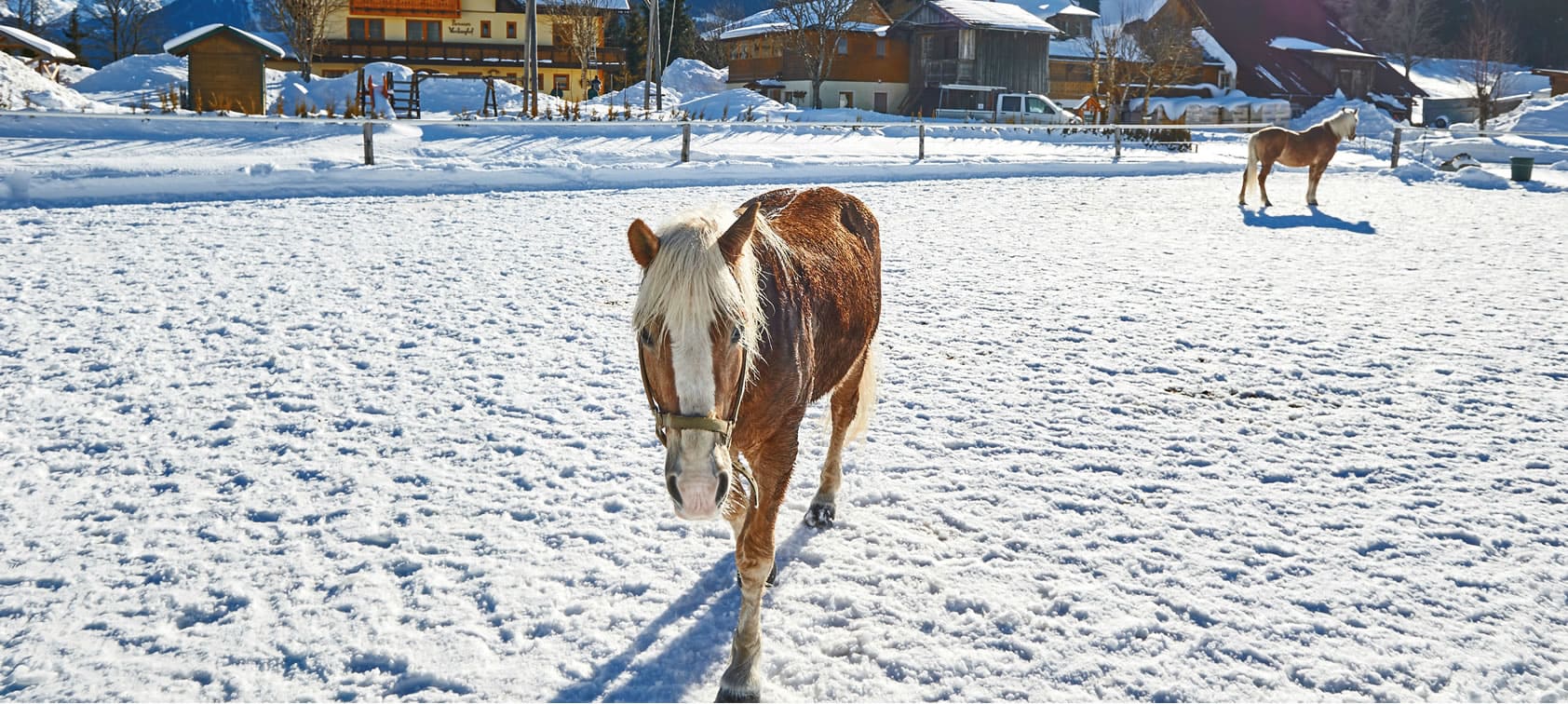 Pferdeschlittenfahrten beim Vorberghof in Ramsau am Dachstein 